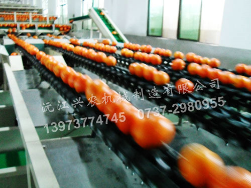 水果分選機(jī)分類(lèi)功能簡(jiǎn)單介紹